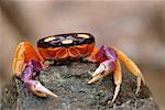 Close-Up of Crab