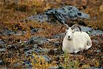 Dall Sheep