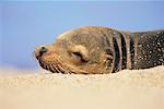 Sea Lion Galapagos Islands