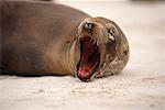 Sea Lion Galapagos Islands