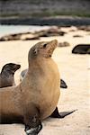 Sea Lion