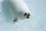 Baby Harp Seal Newfoundland, Canada