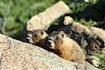 Yellow-Bellied Marmots