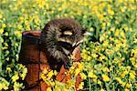 Young Raccoon Smelling Flower