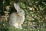 Cottontail Rabbit