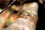 Close-Up of Ants Carrying Leaf