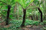 Forêts de l'intérieur