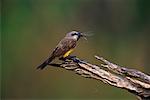 Tropical Kingbird with Dragonfly