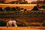 Pferd im Feld