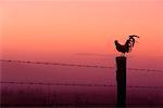 Rooster Perched on Fence at Sunrise