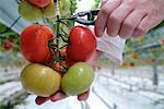Gros plan des mains, la récolte de tomates