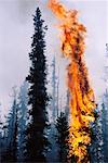 Forest Fire en Colombie-Britannique, Canada