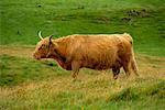 Highland Cattle