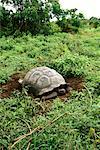 Giant Tortoise aux îles Galapagos, Equateur