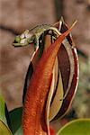 Chameleon sur plante