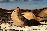 Mother and Pup Sea Lion