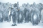 King Penguins St. Andrews Bay, île de Géorgie du Sud, Antarctique