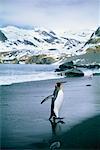 Manchot royal marche sur le sable d'or Harbour, île de Géorgie du Sud, Antarctique