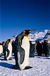 Colonie de King Penguins Gold Harbour, île de Géorgie du Sud, l'Antarctique