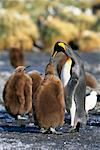 Familie von König Penguins Gold Harbour, Südgeorgien, Antarktis