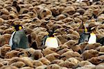 King Penguins Gold Harbour, South Georgia Island, Antarctica