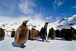 König Penguins Gold Harbour, Südgeorgien, Antarktis