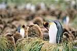 King Penguins Gold Harbour, île de Géorgie du Sud, Antarctique