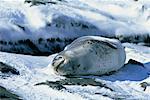 Leopard Seal