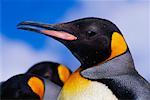 Manchot royal, Royal Bay île de Géorgie du Sud, Antarctique