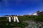 King Penguin île de la Géorgie du Sud, Antarctique