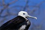 Oiseau frégate, île Galapagos