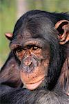 Portrait of Chimpanzee