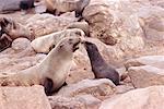 Pup et mère de l'otarie à fourrure du Cap