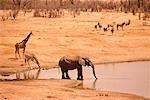 Animaux d'Afrique