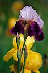 Iris in Monet's Garden Giverny, France