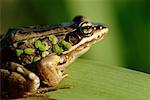 Leopard Frog