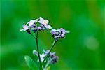 Myosotis Wildflower