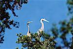 Great Blue Herons