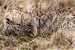 Hudsonian Godwit on Nest