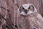 Fledged Great Horned Owl