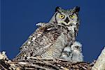 Great Horned Owl and Young