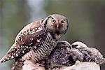 Northern Hawk Owl and Young