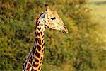 Girafe