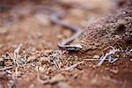 Galapagos Snake