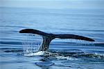 Right Whale's Tail