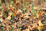 Serpent de maïs feuilles du Nord du Michigan, États-Unis