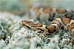 Serpent de maïs sur les lichens du Nord du Michigan, États-Unis