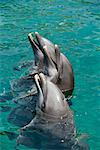 Baleine à bec commune dauphins Seaquarium de Miami, Floride