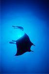 Raie manta et plongeurs Isla San Benedicto îles Socorro, Mexique
