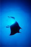 Manta Ray and Divers Isla San Benedicto Socorro Islands, Mexico